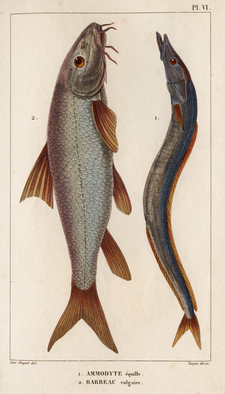 Ammodyte equille ve kaba Barbeau.” “Fauna des Mdecins veya hayvanların tarihi ve Hippolyte Cloquet tarafından ürünleri” - Cilt 6 - 1825. by Hippolyte Cloquet