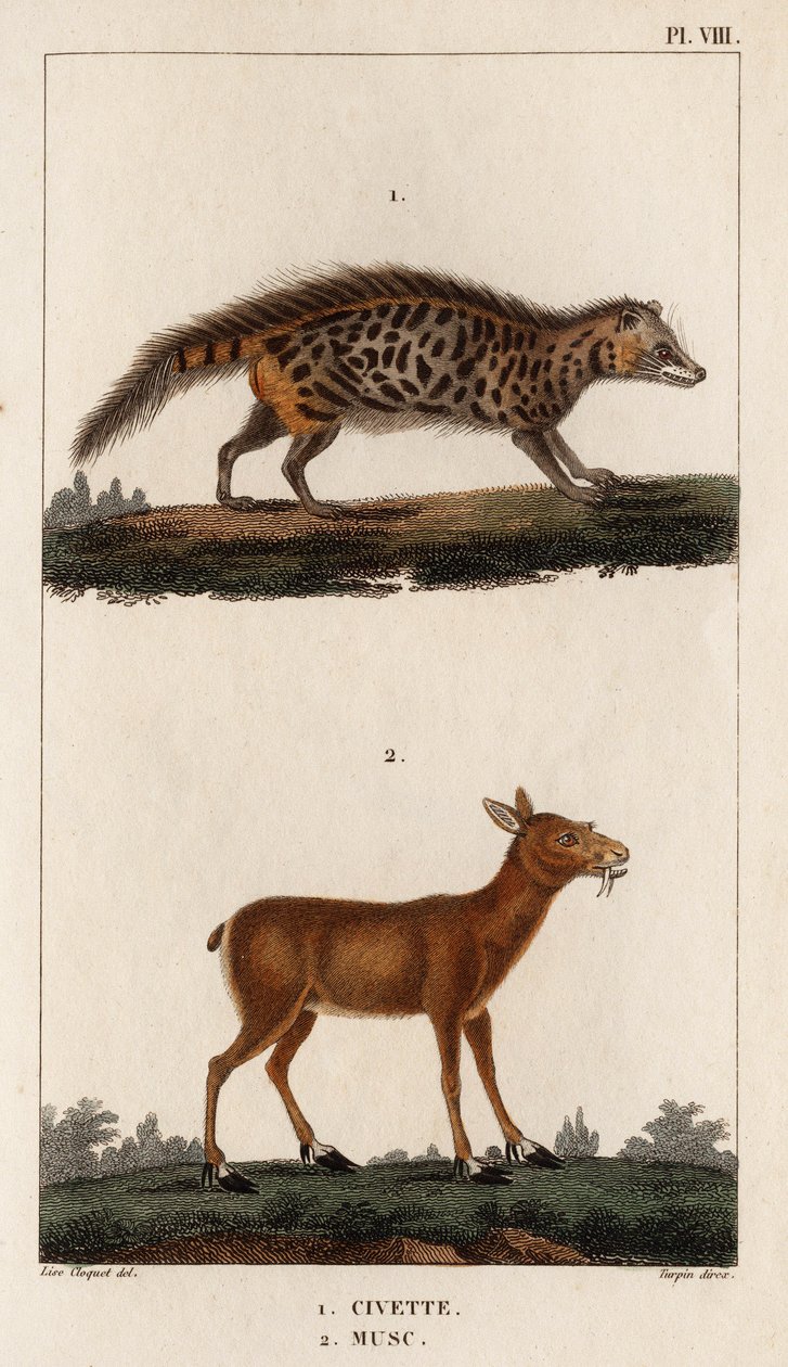 Civet ve Misk.” “Fauna des Mdecins veya Hippolyte Cloquet tarafından hayvanların ve ürünlerinin tarihi” - Cilt 6 - 1825. by Hippolyte Cloquet