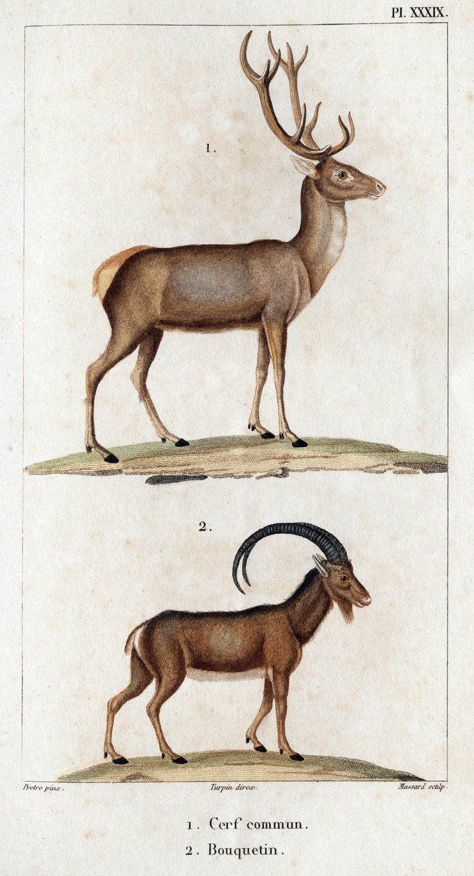 Ortak geyik ve dağ keçisi.” “Fauna des Mdecins veya hayvanların tarihi ve Hippolyte Cloquet tarafından üretilen ürünler” - Cilt 6 - 1825. by Hippolyte Cloquet