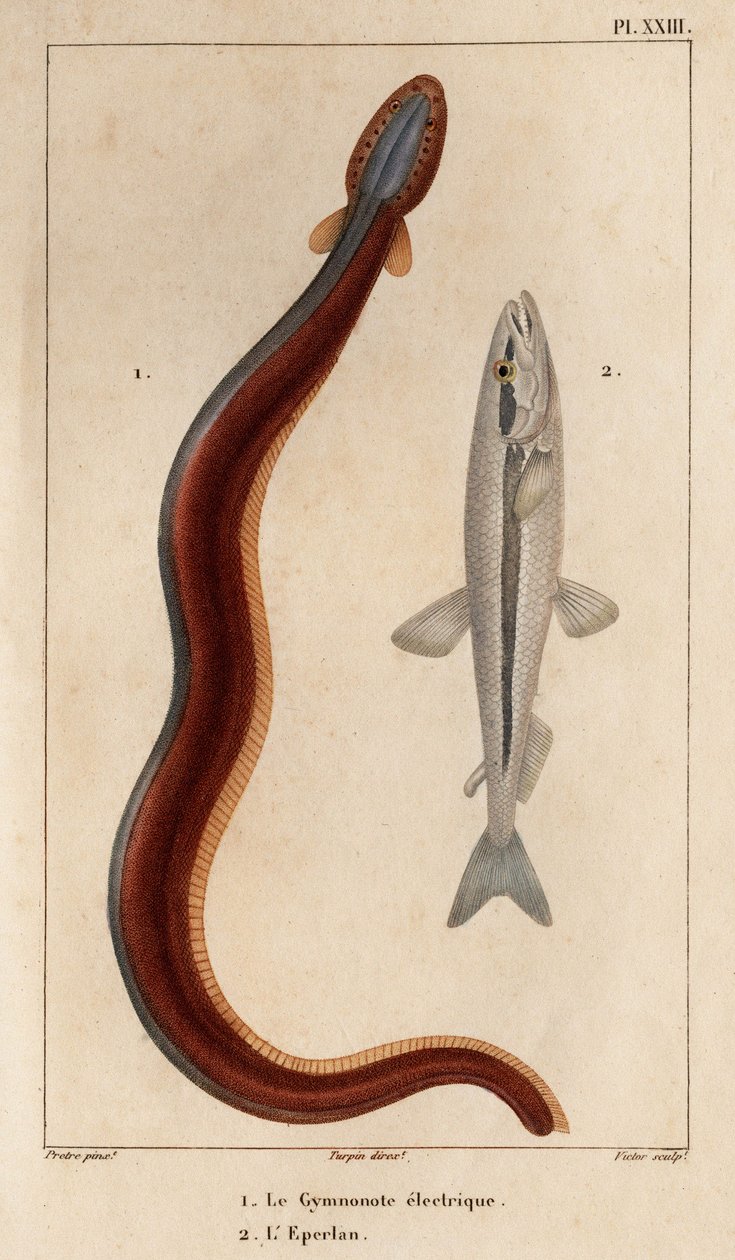 Elektrikli Gymnonote ve Smelt.” Fauna des Mdecins veya hayvanların tarihi ve Hippolyte Cloquet tarafından ürünleri” - Cilt 6 - 1825. by Hippolyte Cloquet