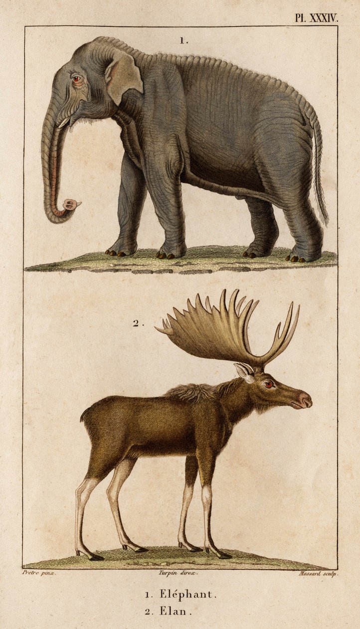 Fil ve Elan.” “Fauna des Mdecins veya Hippolyte Cloquet tarafından hayvanların ve ürünlerinin tarihi” - Cilt 6 - 1825. by Hippolyte Cloquet