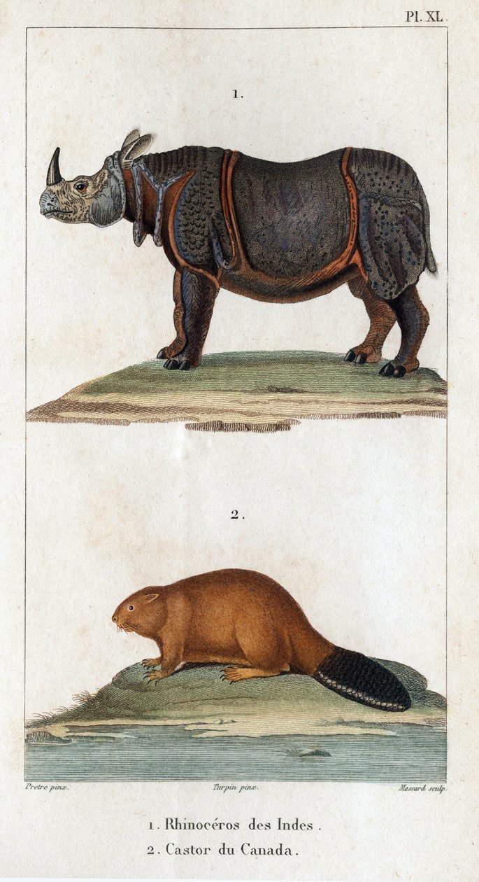 Hindistan Gergedanı ve Kanada Kunduzu. Fauna des Médecins veya hayvanların tarihi ve Hippolyte Cloquet tarafından ürünleri” - Cilt 6 - 1825. by Hippolyte Cloquet