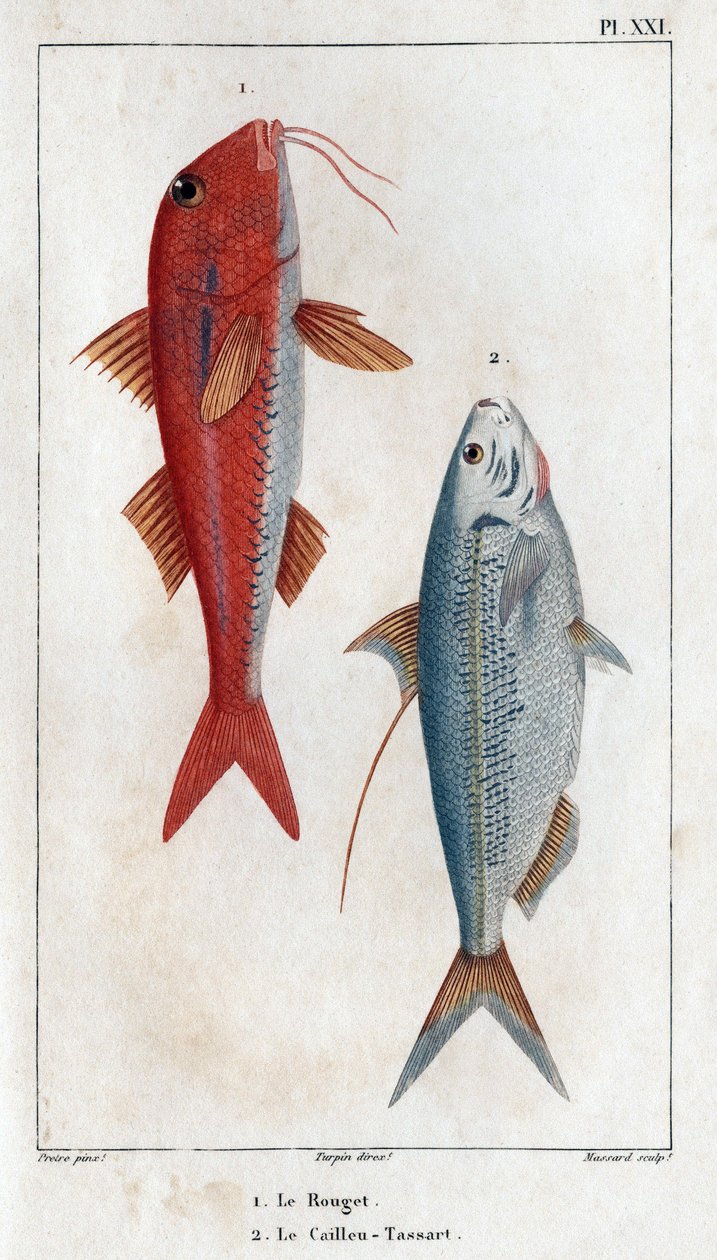 Rouget ve Caillou-Tassart (Caillou Tassart). “”Fauna des Medecins veya Hippolyte Cloquet tarafından hayvanların ve ürünlerinin tarihi”nde - Cilt 6 - 1825. by Hippolyte Cloquet