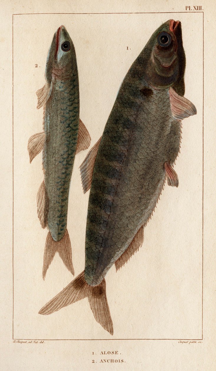 Shad ve Hamsi.” “Fauna des Mdecins veya hayvanların tarihi ve Hippolyte Cloquet tarafından ürünleri” - Cilt 6 - 1825. by Hippolyte Cloquet