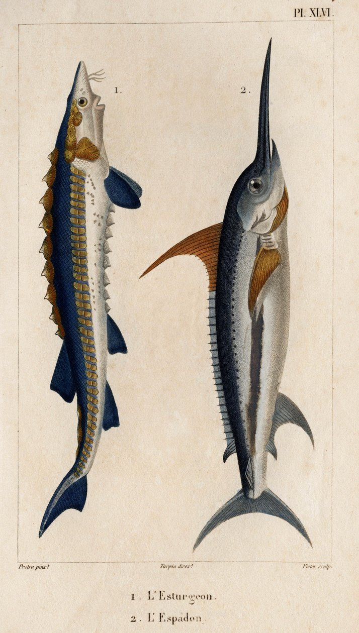 Mersin balığı ve Kılıçbalığı.” “Fauna des Mdecins veya hayvanların tarihi ve Hippolyte Cloquet tarafından ürünleri” - Cilt 6 - 1825. by Hippolyte Cloquet