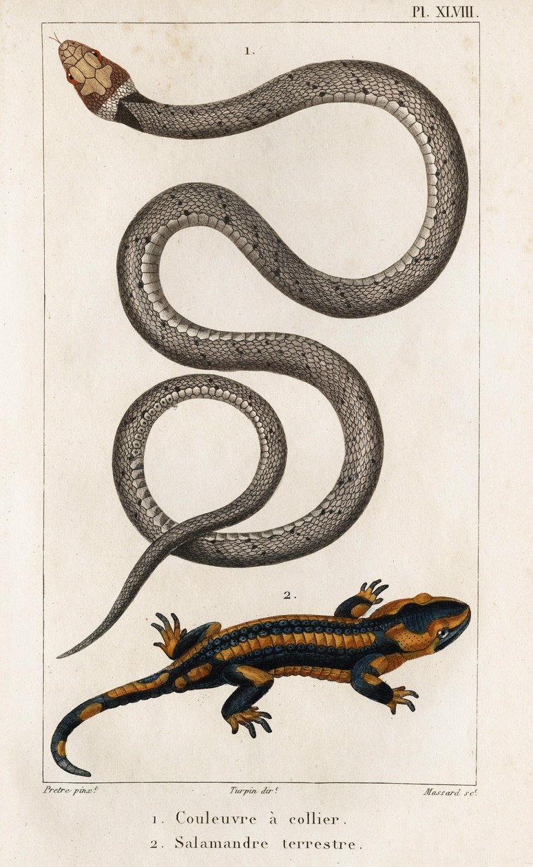 Yakalı Yılan, Kara Semenderi.” “Fauna des Médecins veya Hayvanların Tarihi ve Hippolyte Cloquet tarafından Ürünleri” - Cilt 6 - 1825. by Hippolyte Cloquet