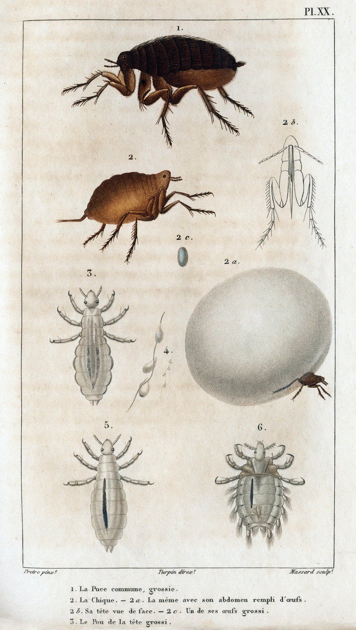 The Common Chic, Pou.” Fauna des Médecins veya hayvanların tarihi ve Hippolyte Cloquet tarafından ürünleri” - Cilt 6 - 1825. by Hippolyte Cloquet