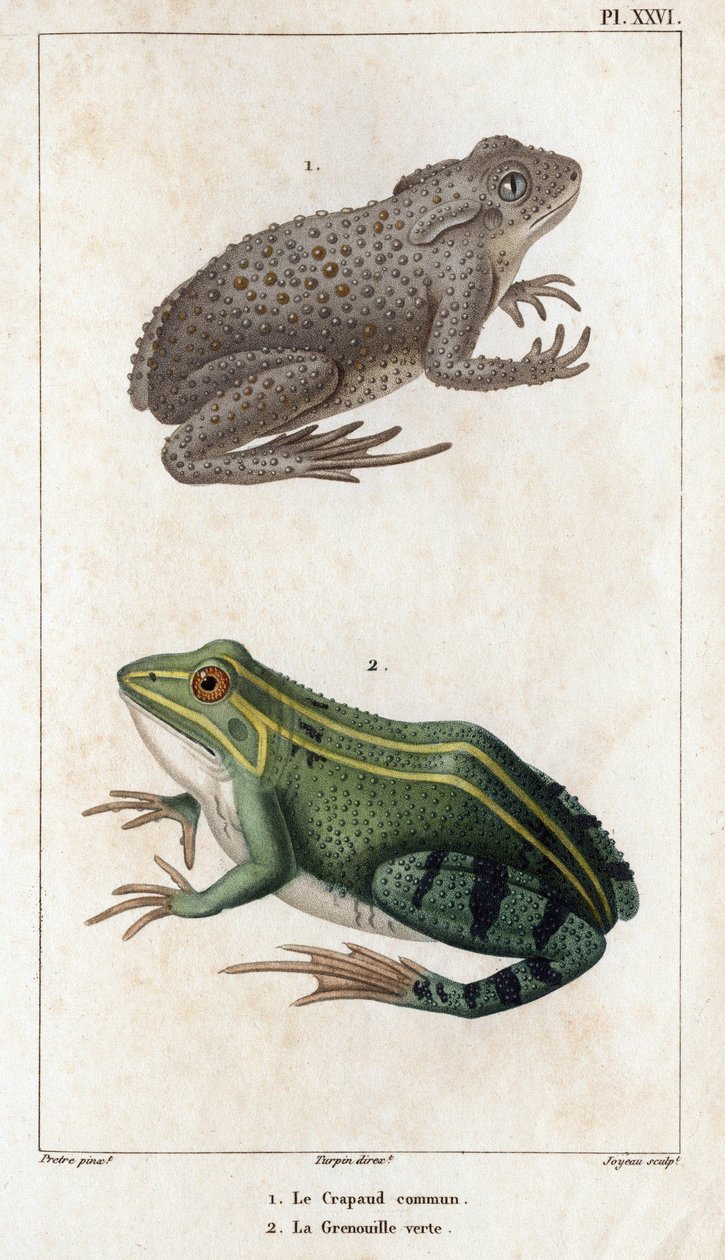 Ortak Kurbağa ve Yeşil Kurbağa.” Fauna des Mdecins veya hayvanların tarihi ve Hippolyte Cloquet tarafından ürünleri” - Cilt 6 - 1825. by Hippolyte Cloquet