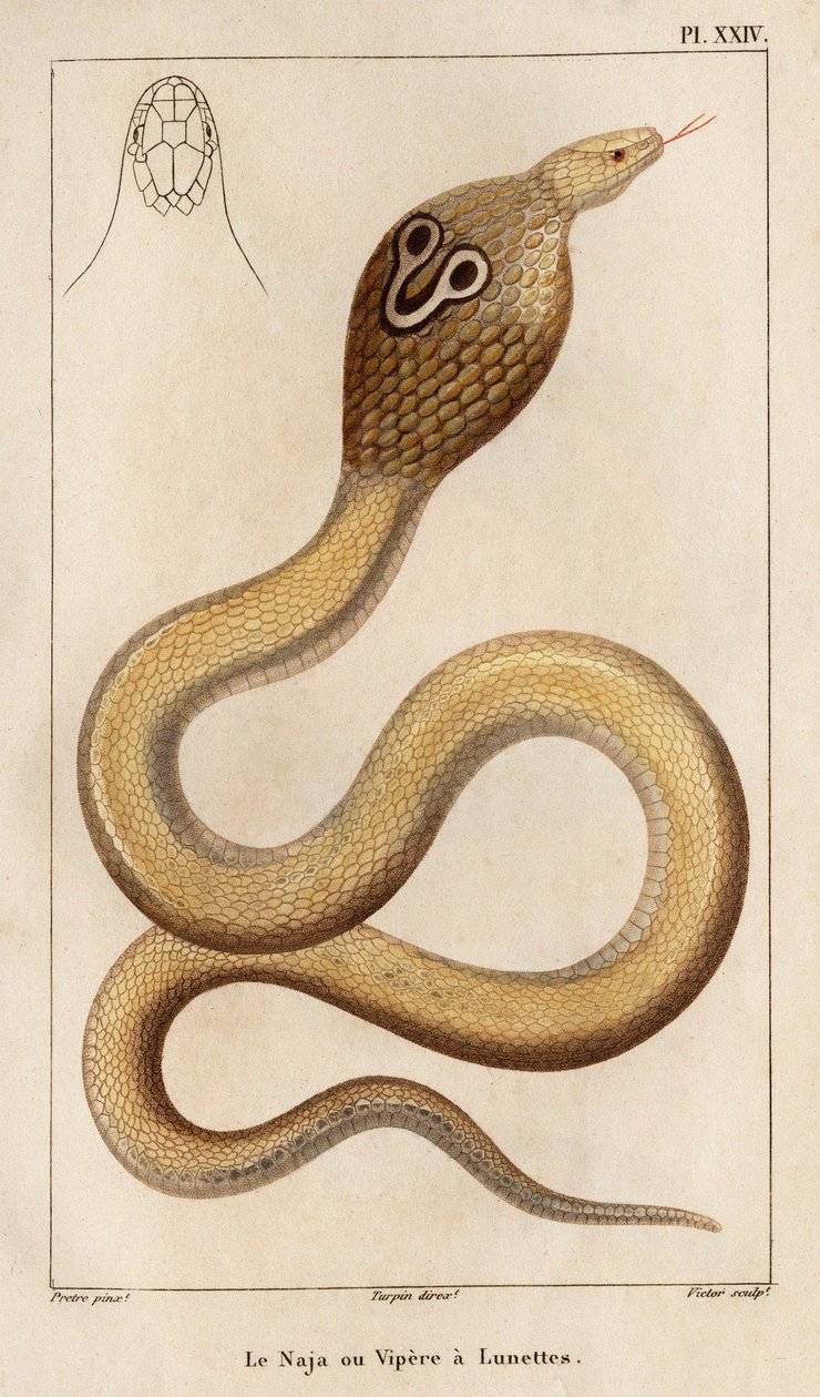 Naja ya da engerekte gözlük var.” “Fauna des Mdecins ya da hayvanların tarihi ve Hippolyte Cloquet tarafından üretilen ürünler” - Cilt 6 - 1825. by Hippolyte Cloquet