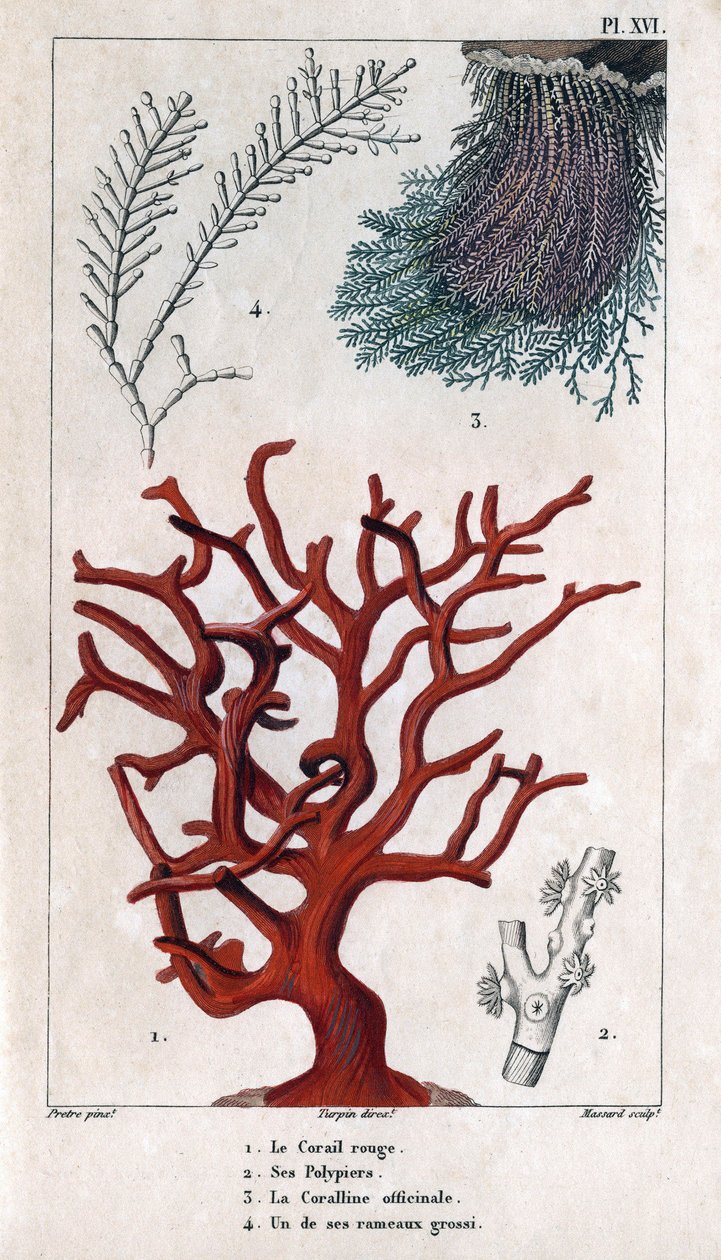 Red Coral, Polypiers, Coralline officinale, kaba dallardan biri. “” Rıhtım Faunası veya Hippolyte Cloquet tarafından Hayvanların ve Ürünlerinin Tarihi”” - Cilt 6 - 1825. by Hippolyte Cloquet