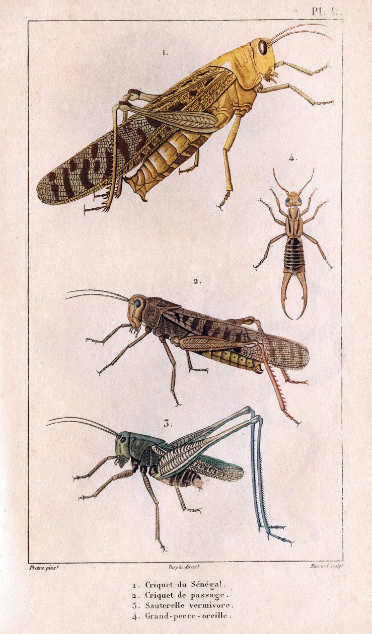 Senegal Çekirge, Geçit Çekirge, Çekirge, Büyük Pierce-ear.in “” Fauna des Medecins veya Hippolyte Cloquet tarafından hayvanların ve ürünlerin tarihi”” - Cilt 6 - 1825. by Hippolyte Cloquet