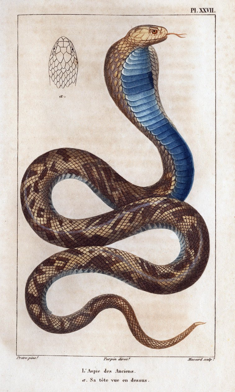 Yaşlıların etli kısmı, başı yukarıda görülüyor.” Fauna des Mdecins veya hayvanların tarihi ve Hippolyte Cloquet tarafından ürünleri” - Cilt 6 - 1825. by Hippolyte Cloquet