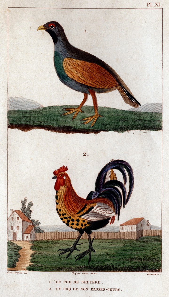 Bruyere