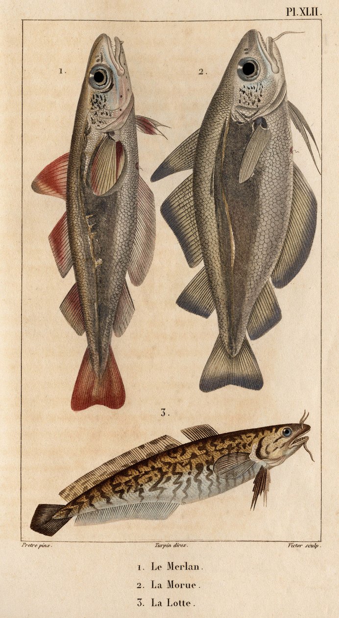 Mezgit, morina ve burbot.” Fauna des Mdecins veya hayvanların tarihi ve Hippolyte Cloquet tarafından ürünleri” - Cilt 6 - 1825. by Hippolyte Cloquet
