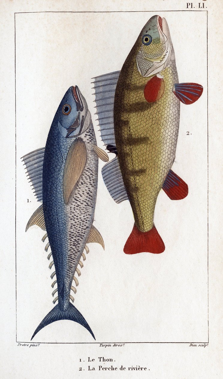 Tuna ve Nehir Levrek.”” Hippolyte Cloquet tarafından doktorların faunası veya hayvan tarihi ve ürünleri”” - by Hippolyte Cloquet