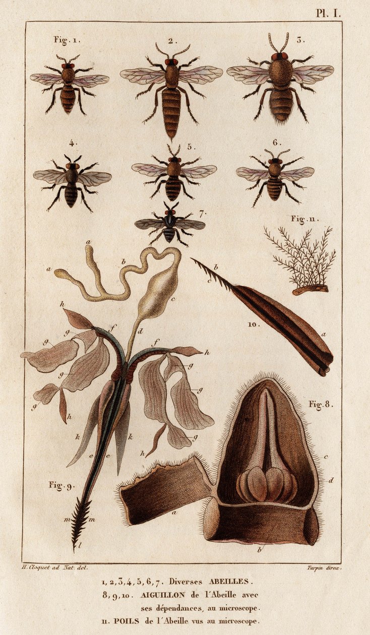 Çeşitli arılar.” “Fauna des Mdecins veya hayvanların tarihi ve Hippolyte Cloquet tarafından üretilen ürünler” - Cilt 6 - 1825. by Hippolyte Cloquet