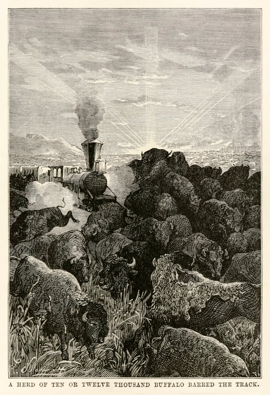 On ya da on iki bin bufalo sürüsü, Jules Verne (1828-1905) tarafından Seksen Günde Devri Alem