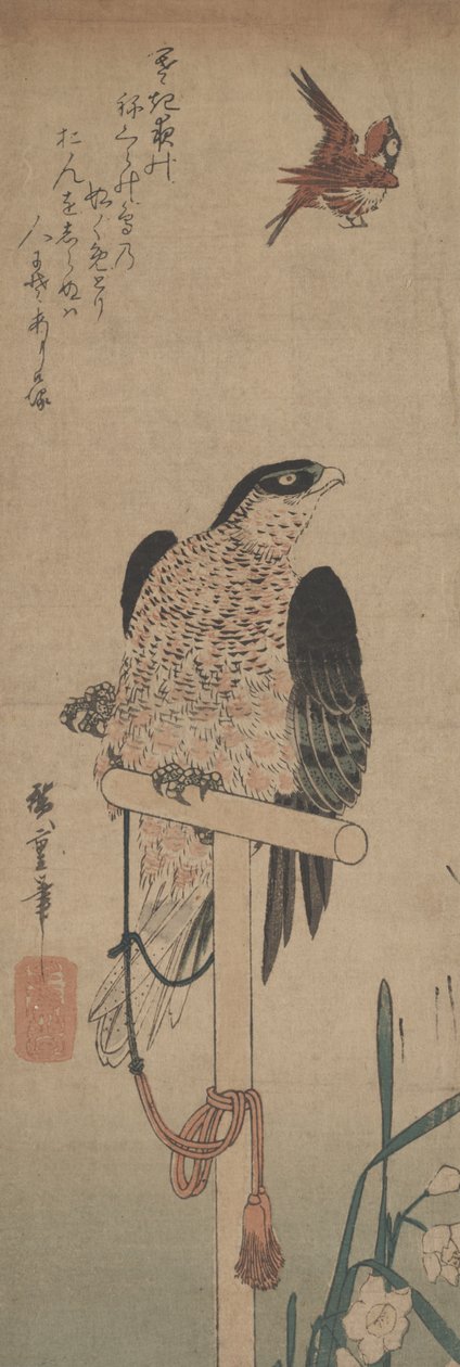Levrek, Serçe ve Nergis Üzerindeki Şahin by Hirokage Utagawa