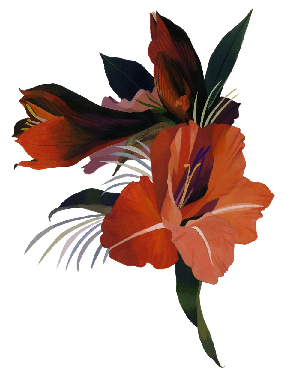 Amaryllis