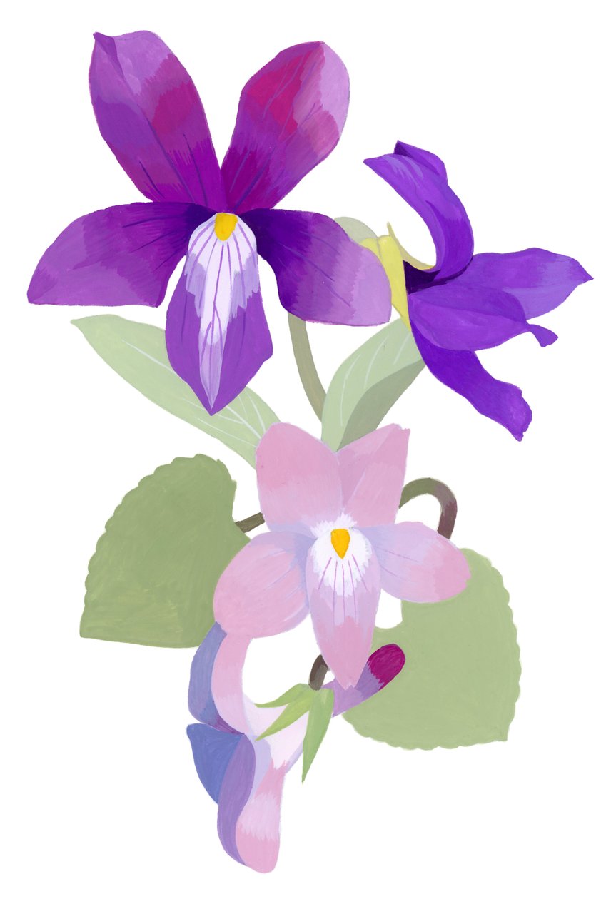 viyola mandshurica by Hiroyuki Izutsu