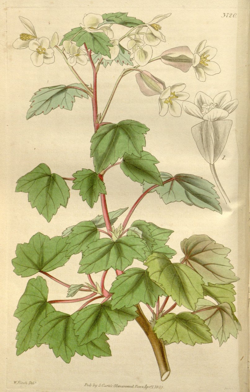 Begonya dregei Begonya parvifolia Graham olarak by Hooker