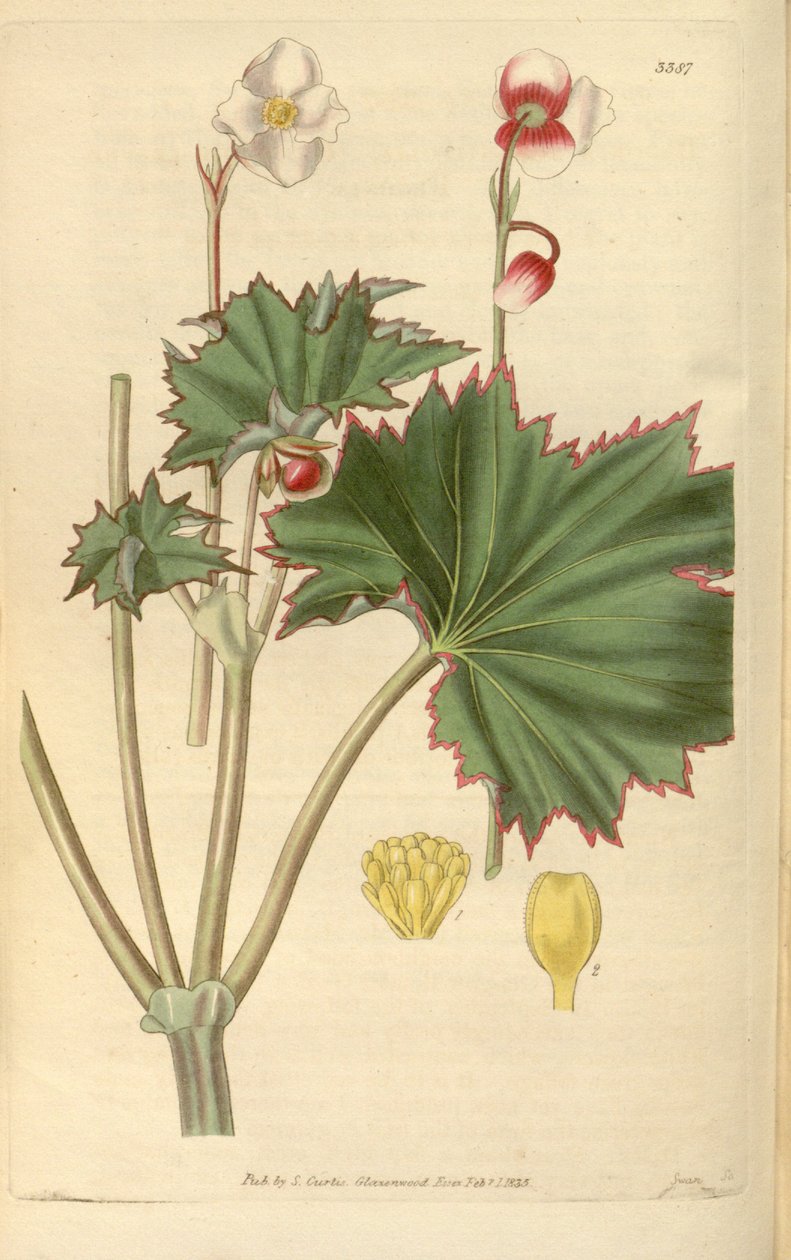 Begonya geraniifolia by Hooker