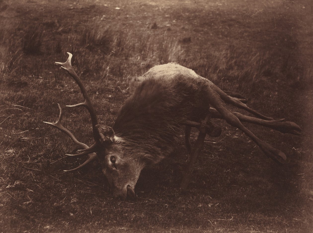  by Horatio Ross