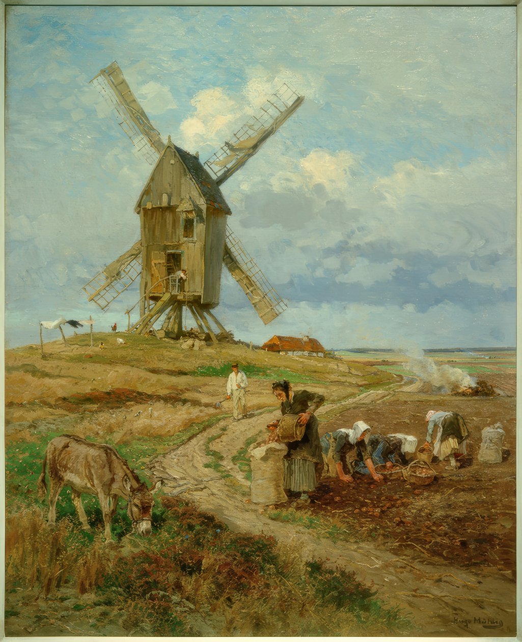 H.Mühlig, patates hasadı by Hugo Muhlig