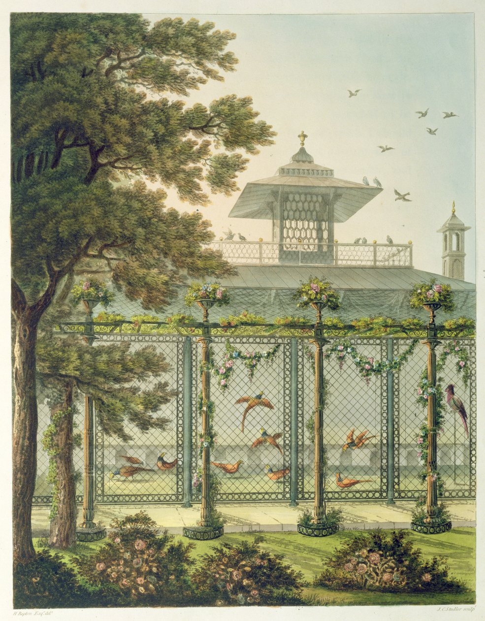 Sülün, Joseph Constantine Stadler (fl.1780-1812) tarafından 