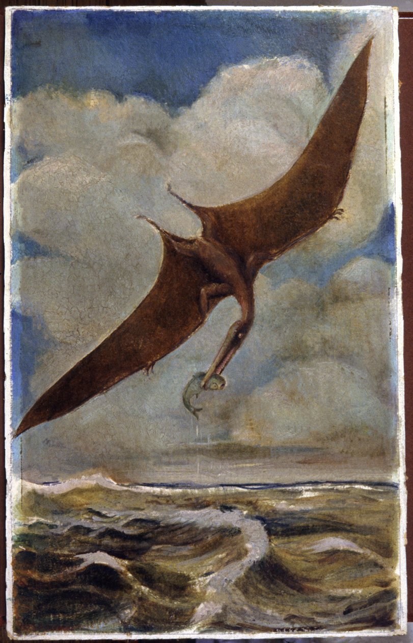 Bir pterodaktil. c.1880 (guaş) by Hungarian School