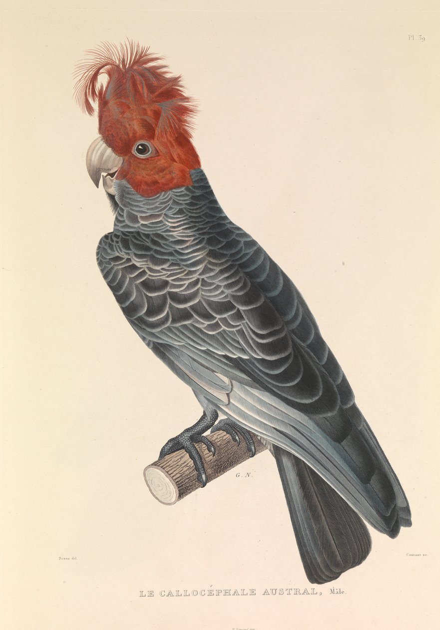  by Hyacinthe Yves Philippe (1781 1846) Potentien