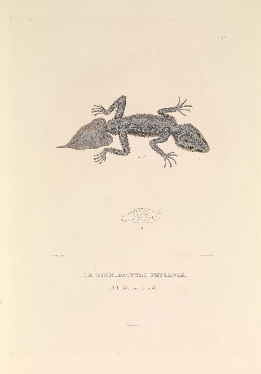  by Hyacinthe Yves Philippe (1781 1846) Potentien