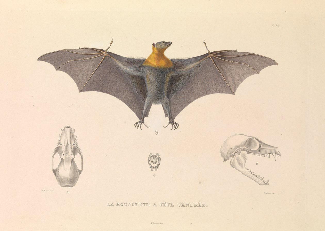  by Hyacinthe Yves Philippe (1781 1846) Potentien