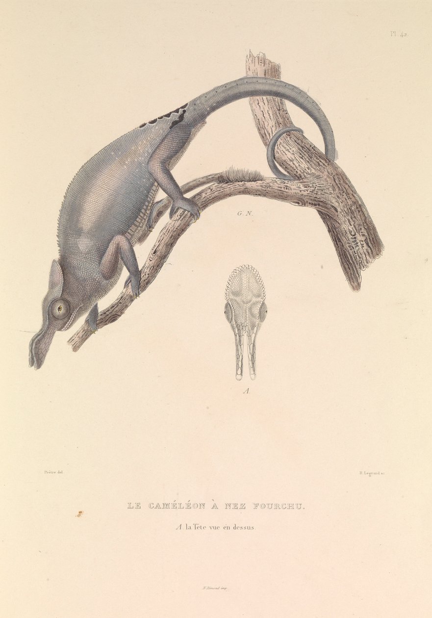  by Hyacinthe Yves Philippe (1781 1846) Potentien