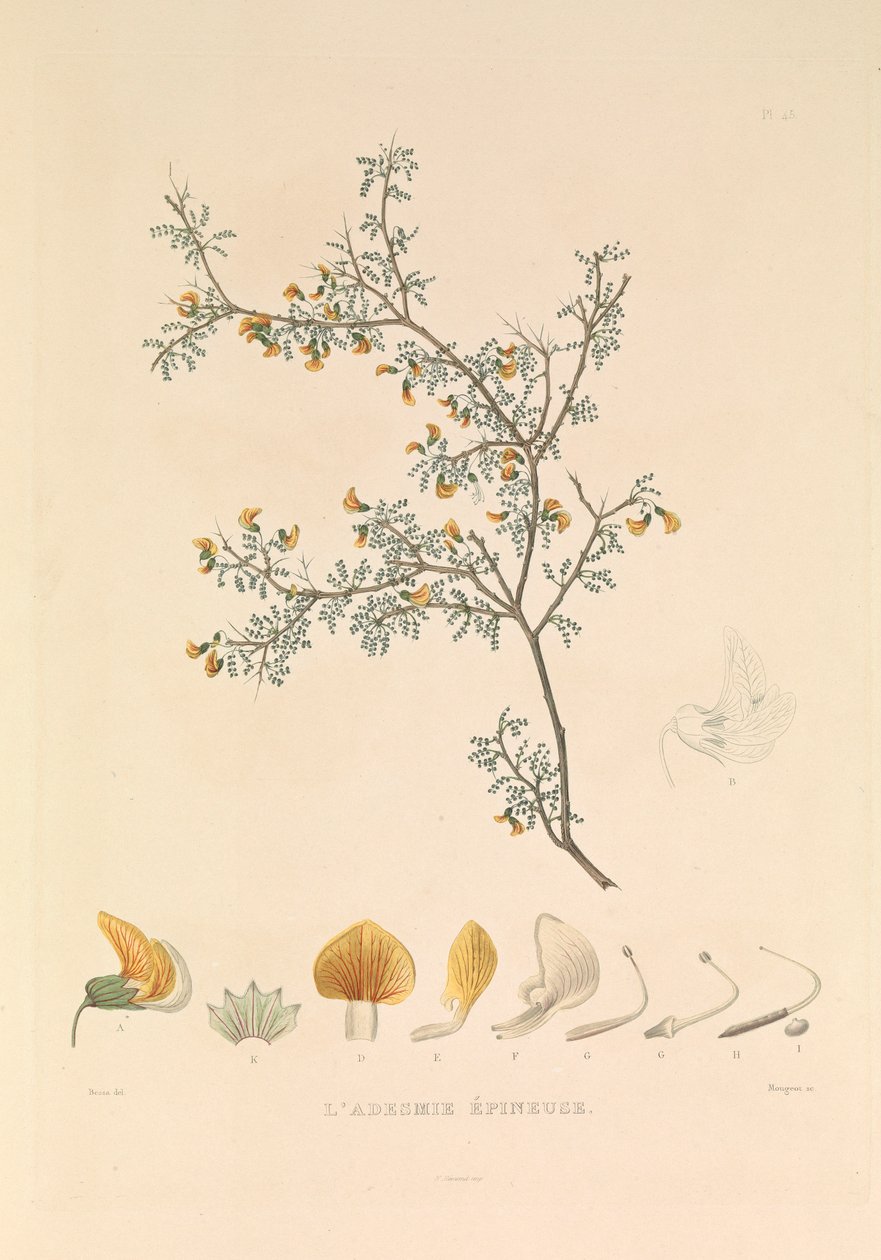  by Hyacinthe Yves Philippe (1781 1846) Potentien