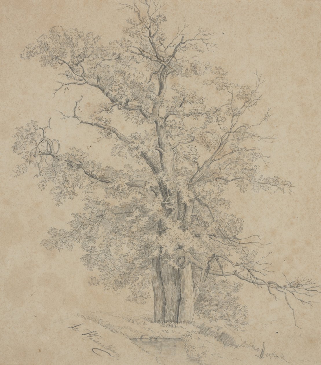 Ağaç by Ida Weisselberg Hadra