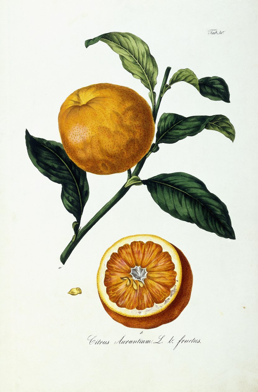 Portakal Meyve, Narenciye by Ignaz (after) Strenzl