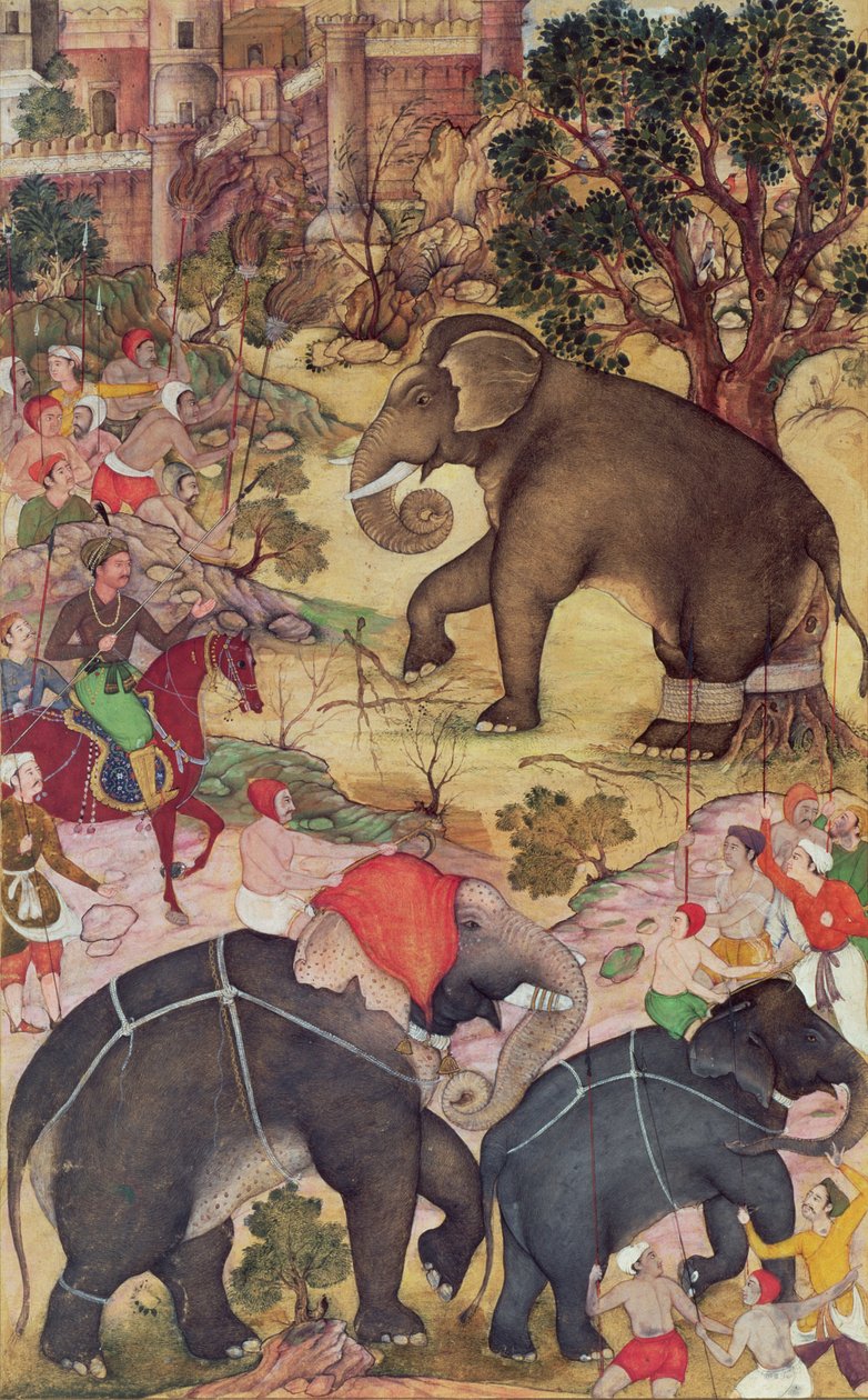 Ekber, Malwa yakınlarındaki sürüden yakalanan vahşi fili inceliyor, Akbarnama, Babür, c.1590-95 (kağıt üzerinde opak wc ve altın) by Indian School
