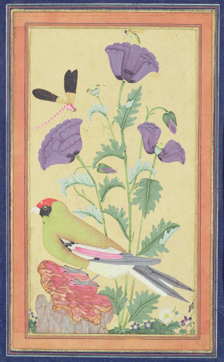 Finch, Poppies, Dragonfly ve Bee, c.1650-70 (kağıt üzerinde wc ve altın) by Indian School