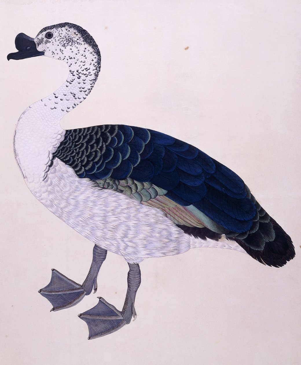 Bir Tarak Ördek, c.1800 by Indian School