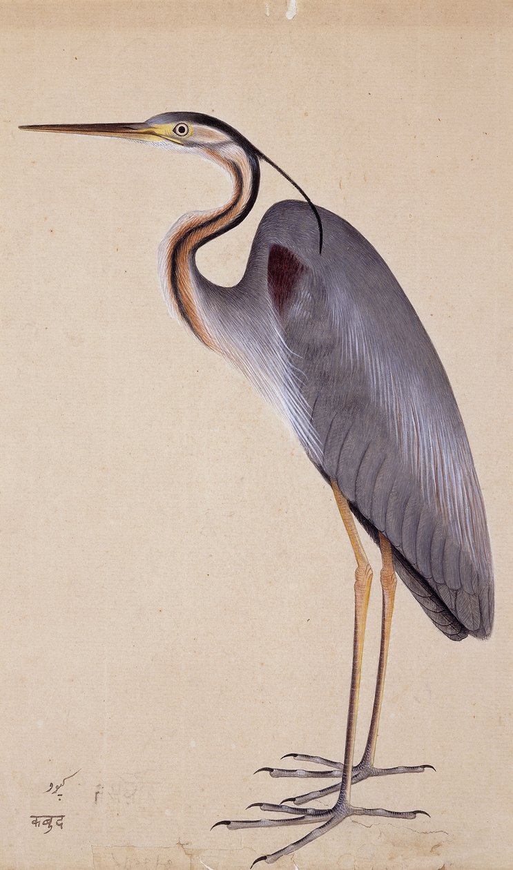 Heron, c. 1820 by Indian School