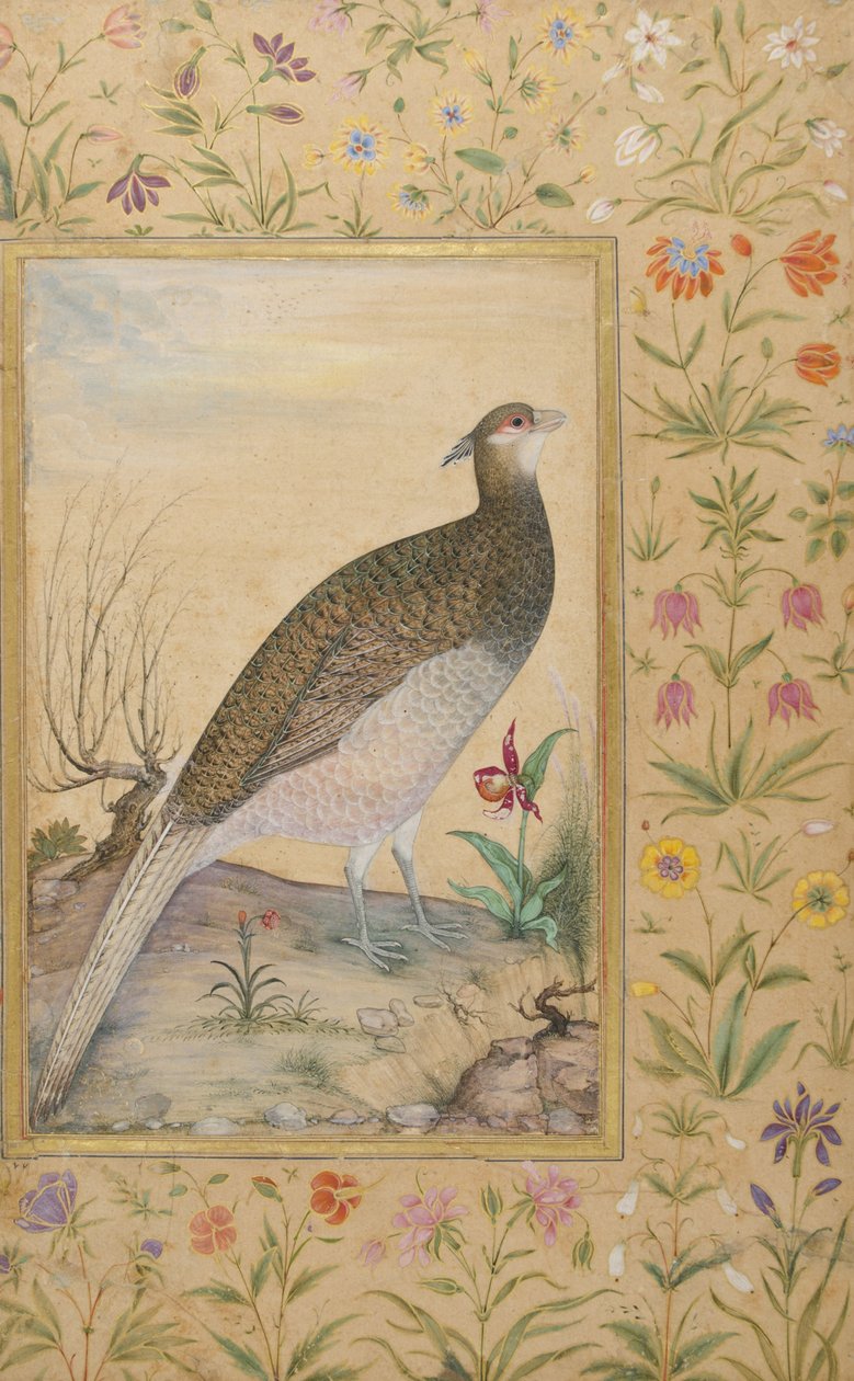 Bir Himalaya Cheer Sülün, c.1620, bordür c.1635 (kağıt üzerinde opak wc ve altın) by Indian School