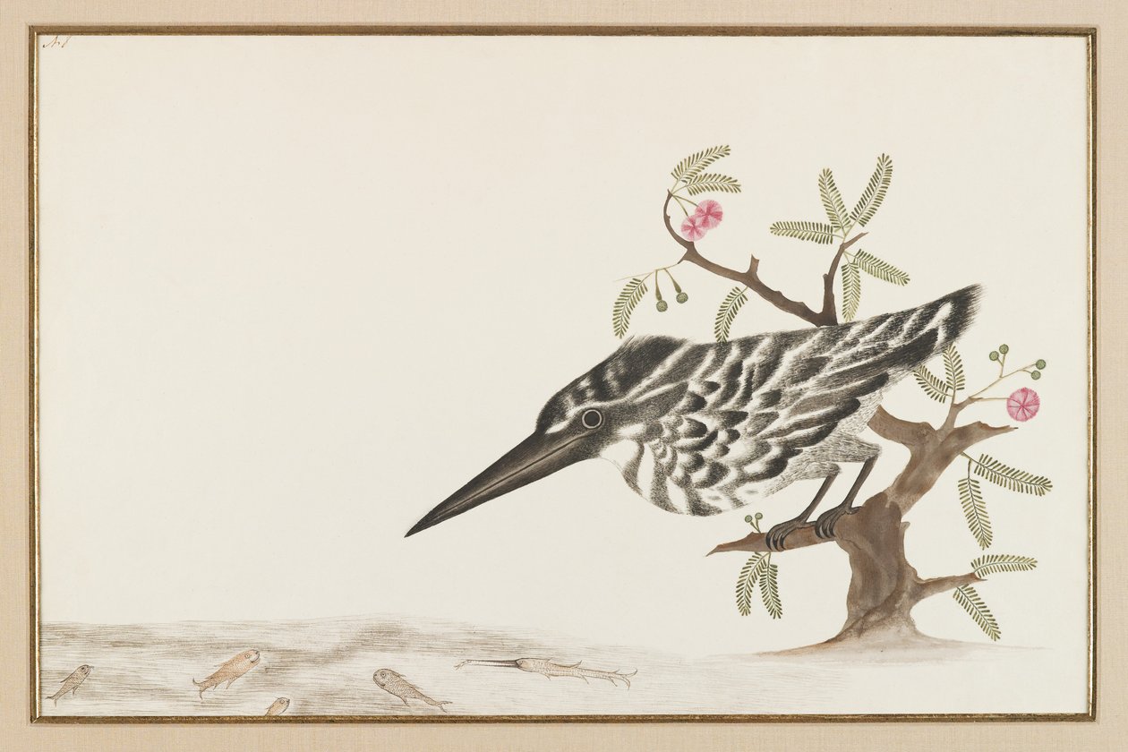 Bir Kingfisher izliyor (kağıt üzerine mürekkep) by Indian School