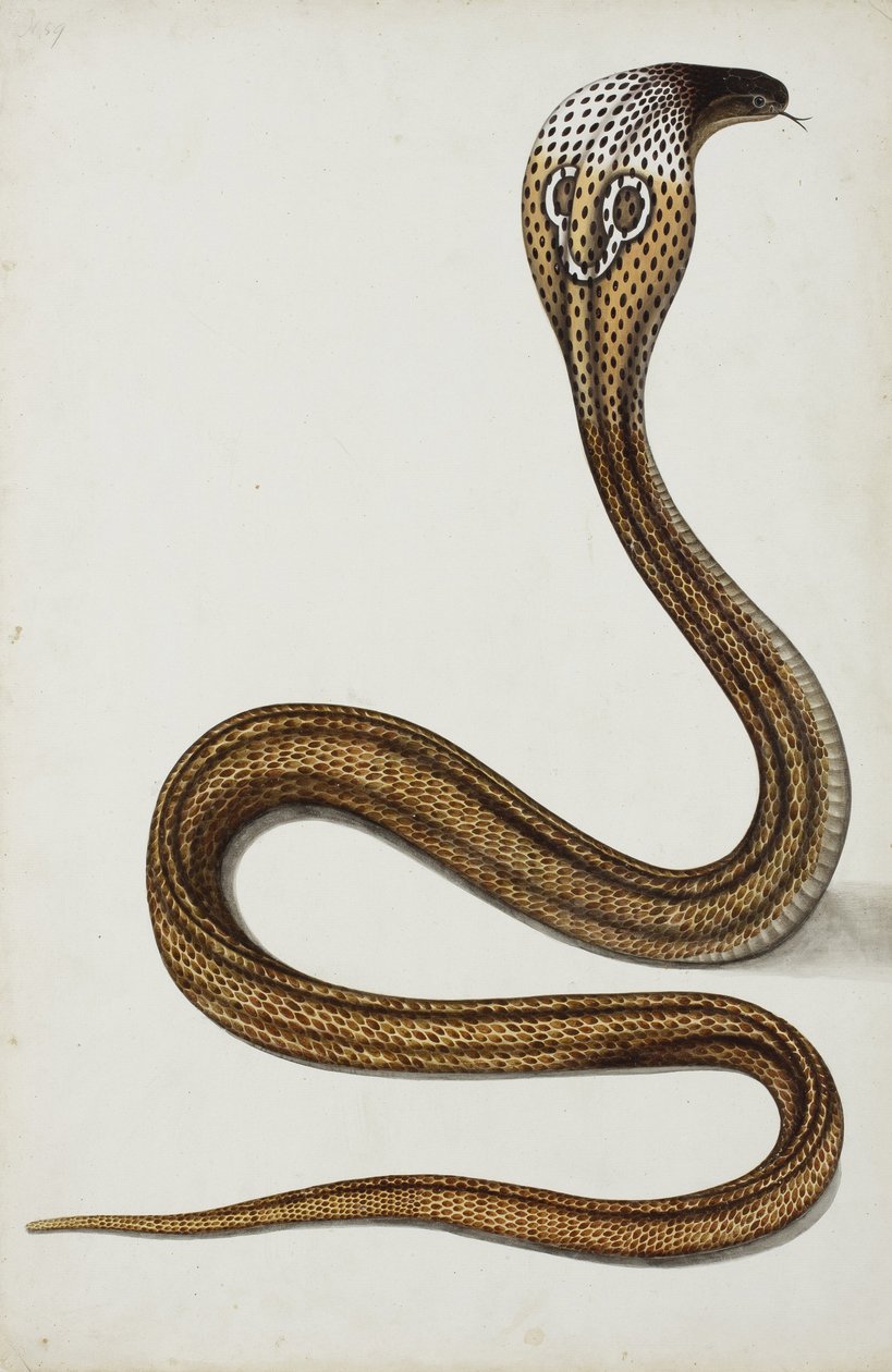 Başlıklı bir kobra (Maja tripudians), 1785-89 (kağıt üzerinde opak wc) by Indian School
