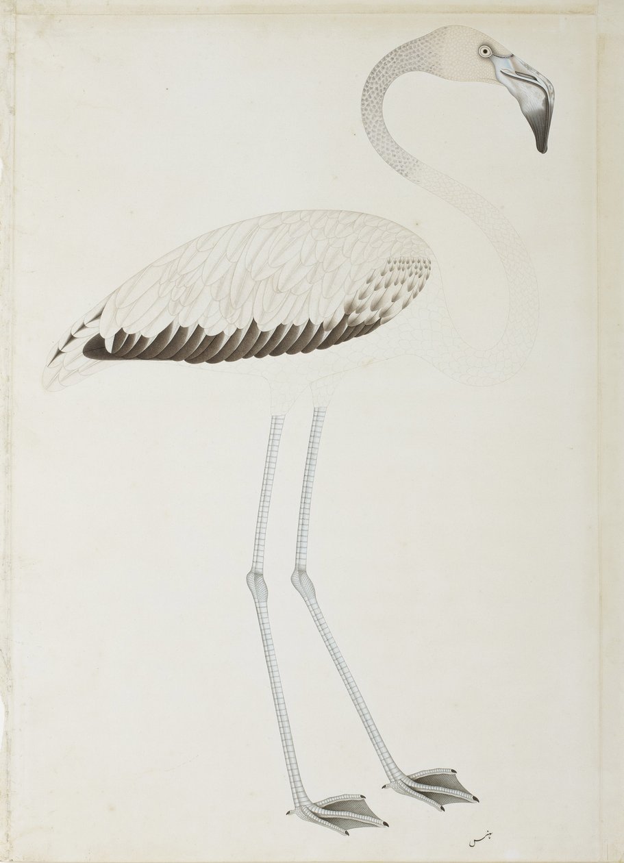 Bir flamingo, c.1780 (kağıt üzerinde opak wc) by Indian School