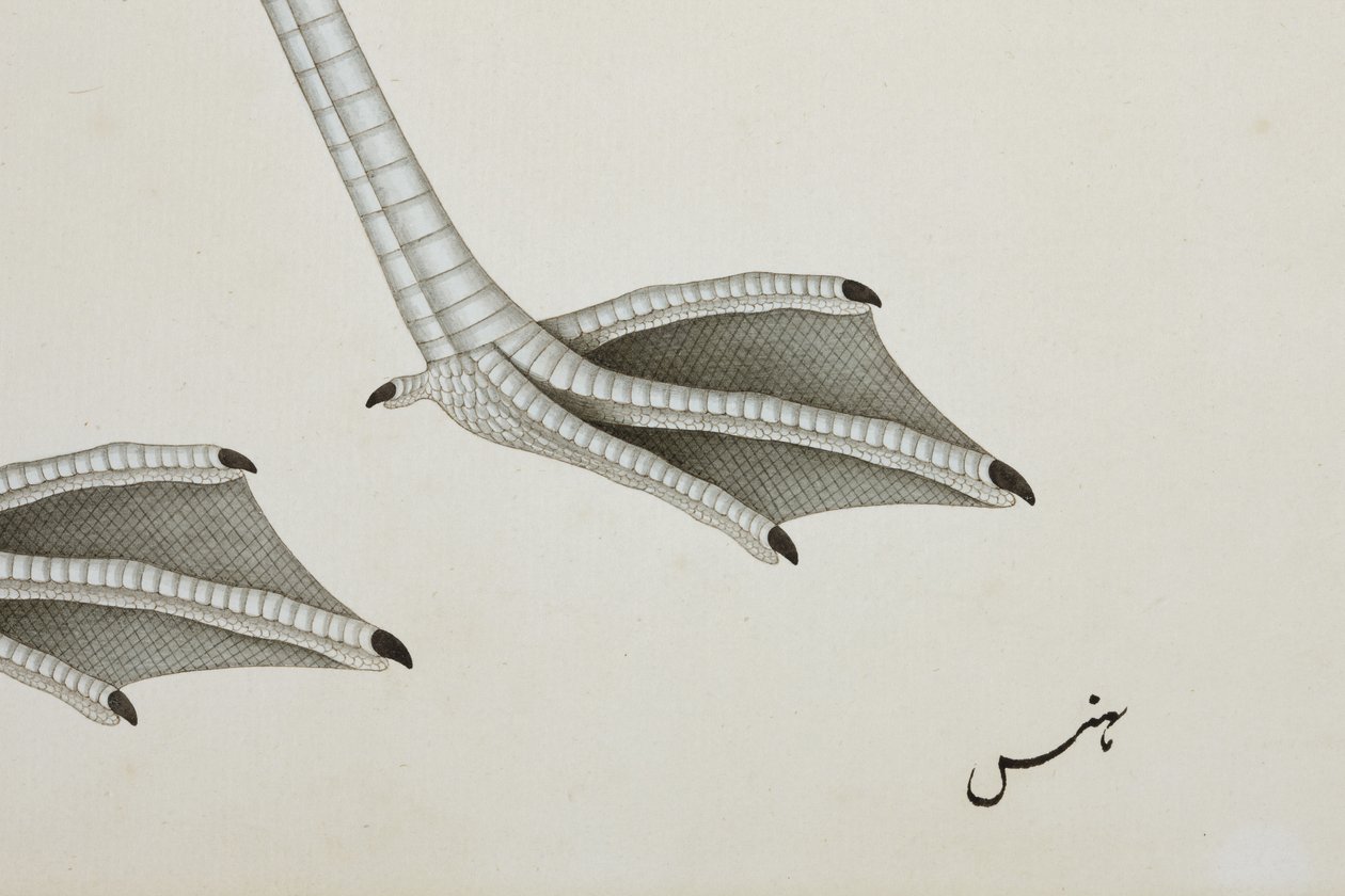 Bir flamingo, detay, c.1780 (kağıt üzerinde opak wc) by Indian School