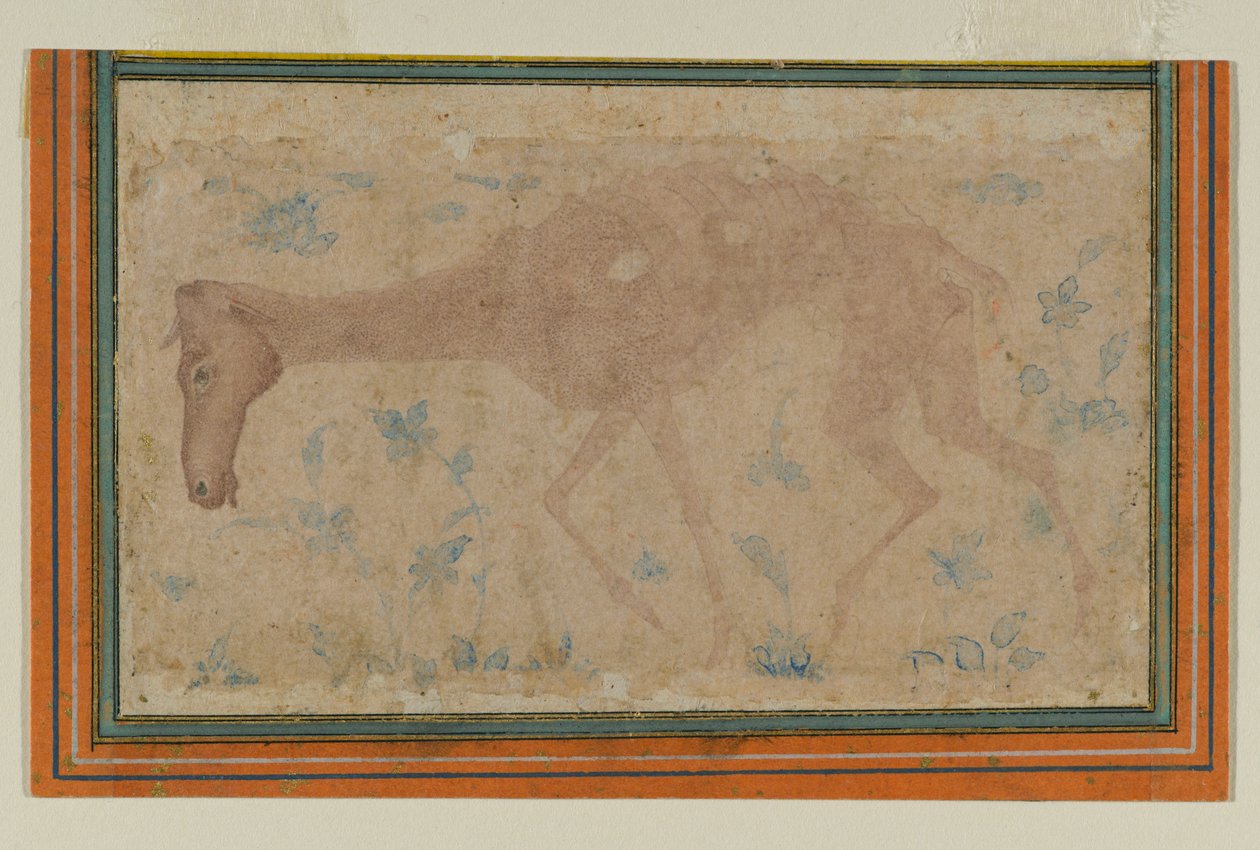 Babür veya Deccan'dan Bir Zayıf At, 17. yüzyılın ortalarında (kağıt üzerinde mürekkep ve renkli yıkama) by Indian School