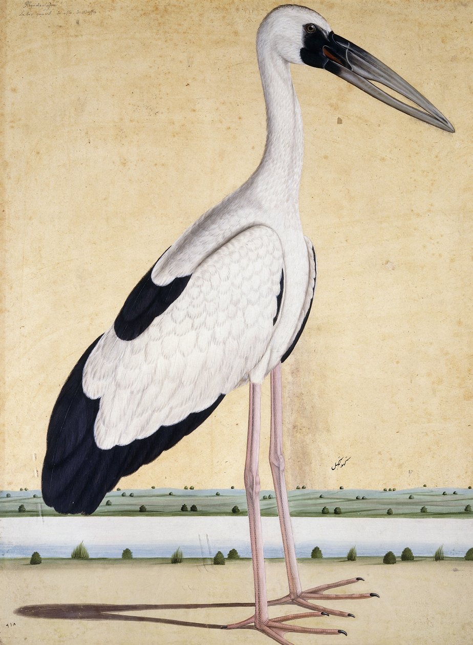 Açık Gagalı Leylek, c. 1780 by Indian School