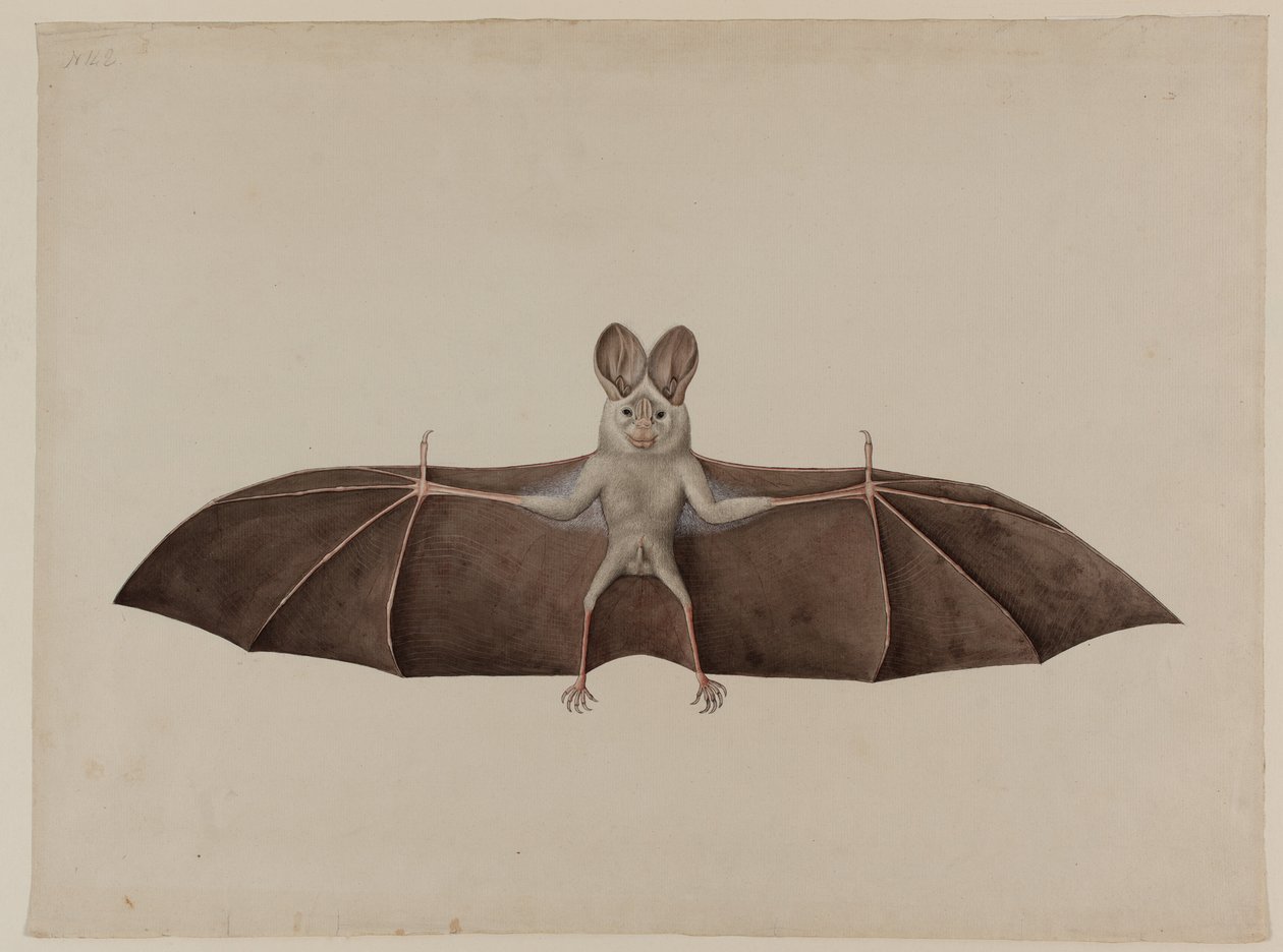 Asyalı Küçük Yanlış Vampir Yarasa, c.1790 by Indian School