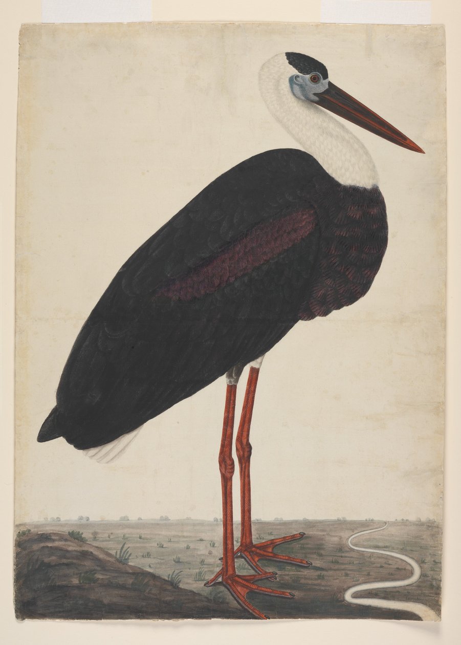 Bir Manzarada Kara Leylek, c.1780 (Avrupa kağıdına opak suluboya) by Indian School